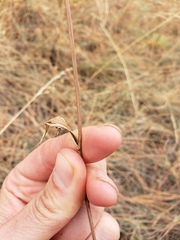 Perideridia bolanderi