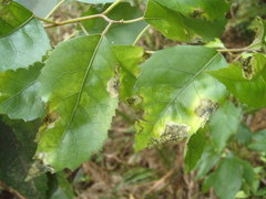 Stigmella hoheriae