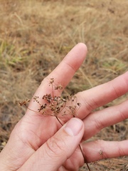 Perideridia bolanderi