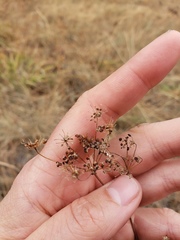 Perideridia bolanderi