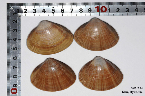 Mactra chinensis
