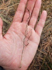 Perideridia bolanderi