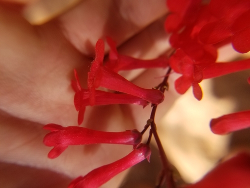 Image of Penstemon utahensis by (c) Jack Byrley, some rights reserved (CC BY)