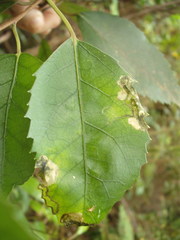 Stigmella hoheriae