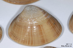 Mactra chinensis