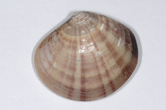 Mactra chinensis