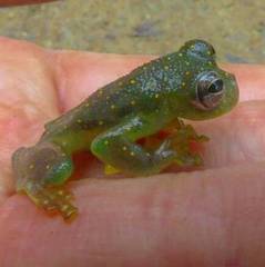 Sachatamia punctulata