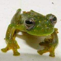 Sachatamia punctulata