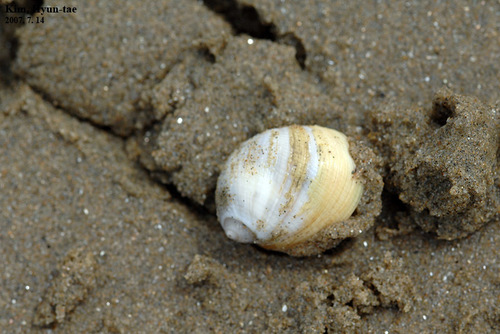 Eunaticina papilla