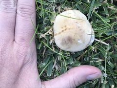 Hebeloma