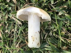 Hebeloma