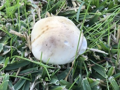 Hebeloma