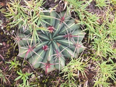 Ferocactus macrodiscus macrodiscus