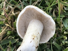 Hebeloma