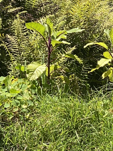 She Cabbage Tree (Lachanodes arborea)
