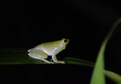 Sphaenorhynchus lacteus