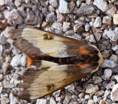 Hemileuca nevadensis