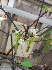 Prunus salicina