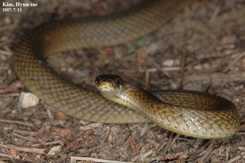 Japanese Keelback from Seosan, KR-GN, KR on July 15, 2007 by Kim, Hyun ...