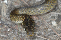 Hebius vibakari