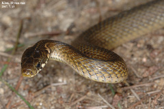 Hebius vibakari