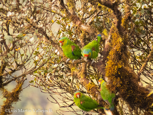Red-faced Parrot (Hapalopsittaca pyrrhops), photo 9