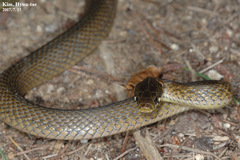Hebius vibakari