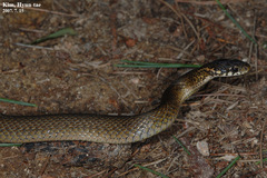 Hebius vibakari
