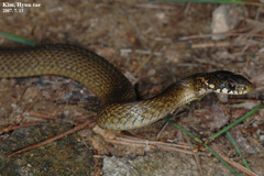 Hebius vibakari