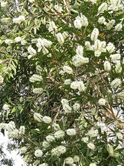 Melaleuca cajuputi cumingiana