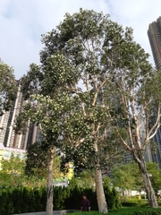 Melaleuca cajuputi cumingiana