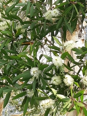 Melaleuca cajuputi cumingiana