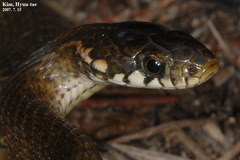 Hebius vibakari