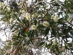 Melaleuca cajuputi cumingiana