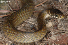 Hebius vibakari