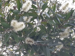 Melaleuca cajuputi cumingiana