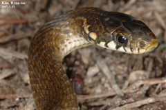 Hebius vibakari