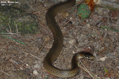 Hebius vibakari
