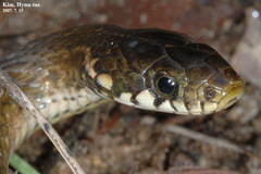 Hebius vibakari
