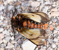 Hemileuca nevadensis