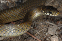 Hebius vibakari