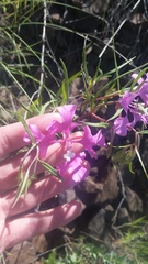 Clarkia pulchella