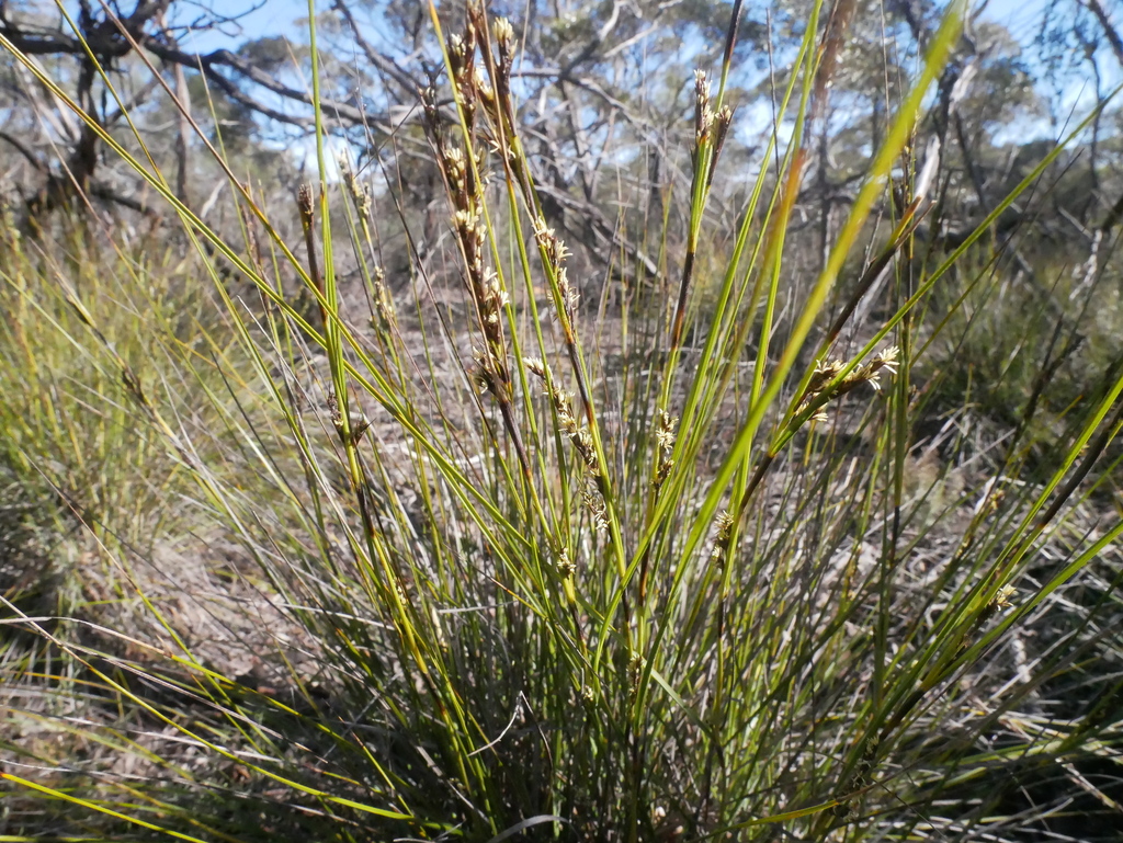 heathy saw-sedge