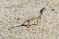Callisaurus draconoides rhodostictus