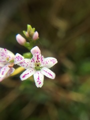 Epidendrum fimbriatum