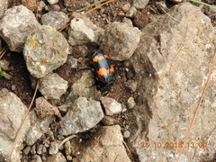 Nicrophorus mexicanus