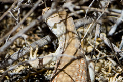 Dipsosaurus dorsalis dorsalis