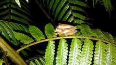 Nymphargus rosada