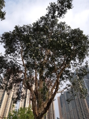 Melaleuca cajuputi cumingiana