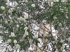 Melaleuca cajuputi cumingiana